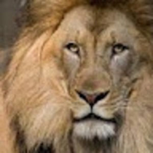 Meet your Posher, Leonel